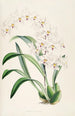 Una monografia di Odontoglossum Pl04 - James Bateman — vista dell’opera
