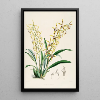 James Bateman - A monograph of Odontoglossum Pl10.webp