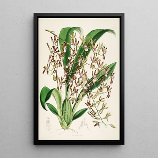 James Bateman - A monograph of Odontoglossum Pl15.webp