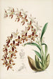 Una monografia di Odontoglossum Pl16 - James Bateman — vista dell’opera