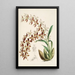 Una monografia di Odontoglossum Pl16 - James Bateman — quadro incorniciato alla parete