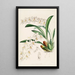 Una monografia di Odontoglossum Pl18 - James Bateman — quadro incorniciato alla parete