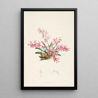 James Bateman - A monograph of Odontoglossum Pl21.webp