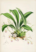 Une monografia d'Odontoglossum Pl23 - James Bateman — vista dell’opera