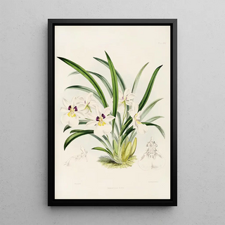 James Bateman - A monograph of Odontoglossum Pl29.webp