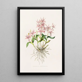 James Bateman - Barkeria Spectabilis.webp