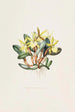 Brasavola Glauca - James Bateman — vista dell’opera