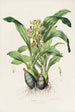 Catasetum Maculatum - James Bateman — vista dell’opera