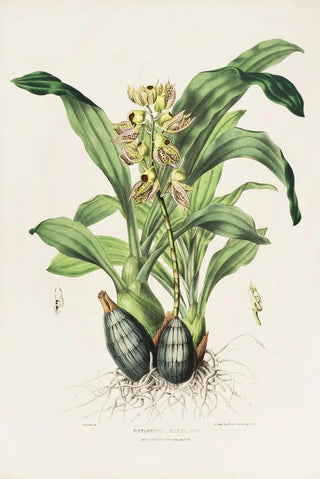 James Bateman - Catasetum Maculatum.webp