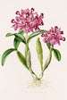 Cattleya Skinneri - James Bateman — vista dell’opera