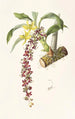 Cycnoches Egertonianum - James Bateman — vista dell’opera