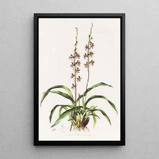 James Bateman - Cyrtochilum Bictoniense.webp