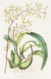 Epidendrum Alatum - James Bateman — vista dell’opera
