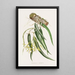 Epidendrum Aloifolium - James Bateman — quadro incorniciato alla parete