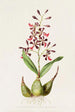 Epidendrum Macrochilum - James Bateman — vista dell’opera