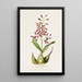 Epidendrum Macrochilum - James Bateman — quadro incorniciato alla parete