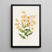 Epidendrum Polyanthum - James Bateman — quadro incorniciato alla parete