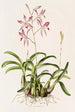 Laelia Autumnalis - James Bateman — vista dell’opera