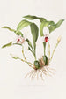 Maxillaria Skinneri - James Bateman — vista dell’opera