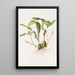 Maxillaria Skinneri - James Bateman — quadro incorniciato alla parete