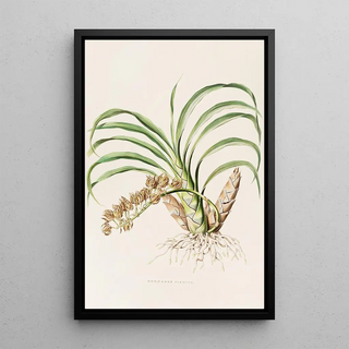 James Bateman - Mormodes Pardina.webp