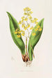 Oncidium Cavendishianum - James Bateman — vista dell’opera
