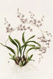 Oncidium Incurvum - James Bateman — vista dell’opera