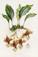 Stanhopea Tigrina - James Bateman — vista dell’opera