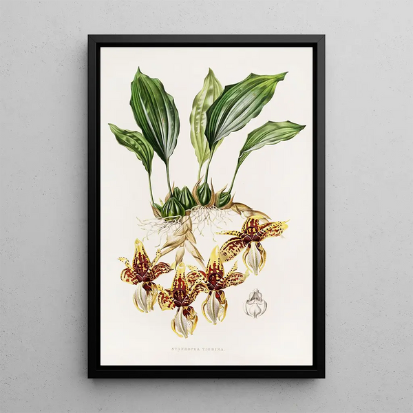 James Bateman - Stanhopea Tigrina.webp