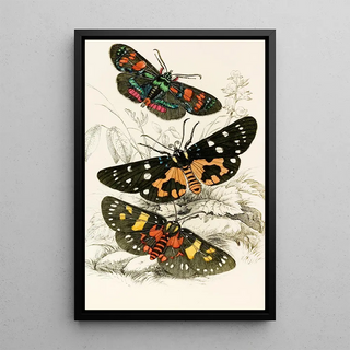 James Duncan - Agarista picta Eusemia lectrix Eusemia maculatrix.webp