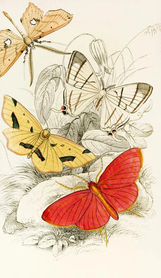 James Duncan - Asthenia podaliriaria Macrotes netrix Venilia sospita Eumelia Rosalia.webp