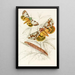 Catochala neogama Catochala amesia - James Duncan — quadro incorniciato alla parete