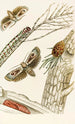 Cryptophasa irrorata - James Duncan — vista dell’opera
