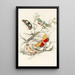 Deiopeia bella Cydosia nobilitella Chloridea Rhexiae - James Duncan — quadro incorniciato alla parete