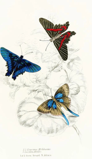 James Duncan - Erycina MelibaeusLaxura Alcides.webp