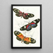 Heliconia Erato Heliconia Cynisca Heliconia Sylvana - James Duncan — quadro incorniciato alla parete
