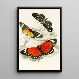 James Duncan - Hypercampa Sybaris Callimorpha Helcita Callimorpha Phileta.webp