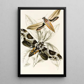 James Duncan - Metopsilus tersa Sphinx Chionanthi.webp