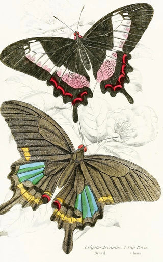 James Duncan - Papilio Ascanius Pap Paris.webp