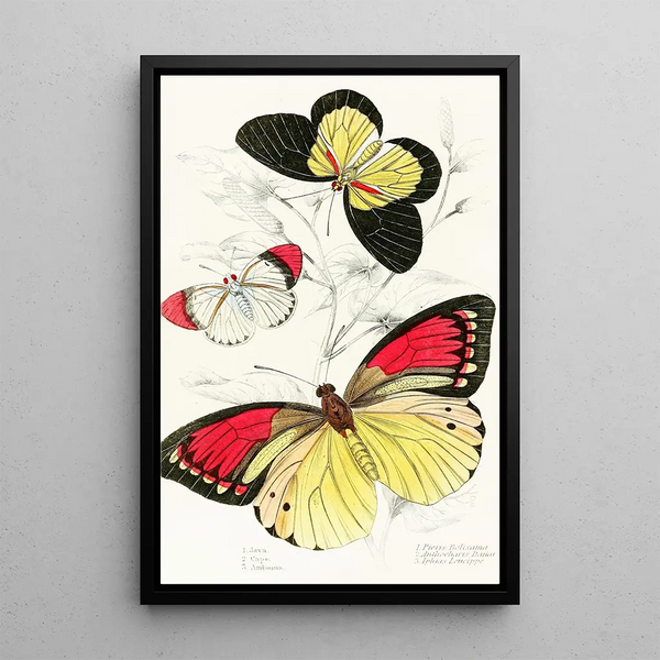 James Duncan - Pieris BelisamaAnthocharis DanaiIphias Leucippe.webp