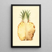 Ananas comosus, ananas - James Marion Shull — quadro incorniciato alla parete