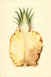 Ananas comosus, ananas - James Marion Shull — vista dell’opera
