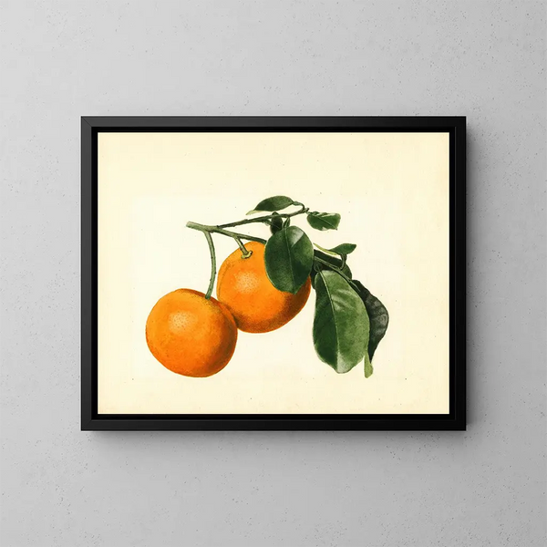 Citrus aurantium acido x 23 - James Marion Shull — quadro incorniciato alla parete
