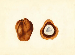 James Marion Shull - Hyphaene thebaica.webp