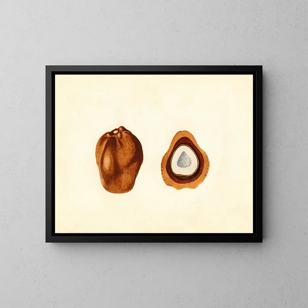 Hyphaene thebaica - James Marion Shull — quadro incorniciato alla parete