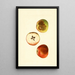 Malus domestica Ben Davis - James Marion Shull — quadro incorniciato alla parete