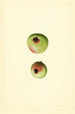 Malus domestica Gano - James Marion Shull — vista dell’opera
