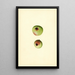 Malus domestica Gano - James Marion Shull — quadro incorniciato alla parete