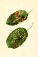 Malus domestica Gravenstein - James Marion Shull — vista dell’opera