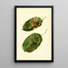 Malus domestica Gravenstein - James Marion Shull — quadro incorniciato alla parete